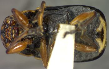 Media type: image;   Entomology 5048 Aspect: habitus ventral view